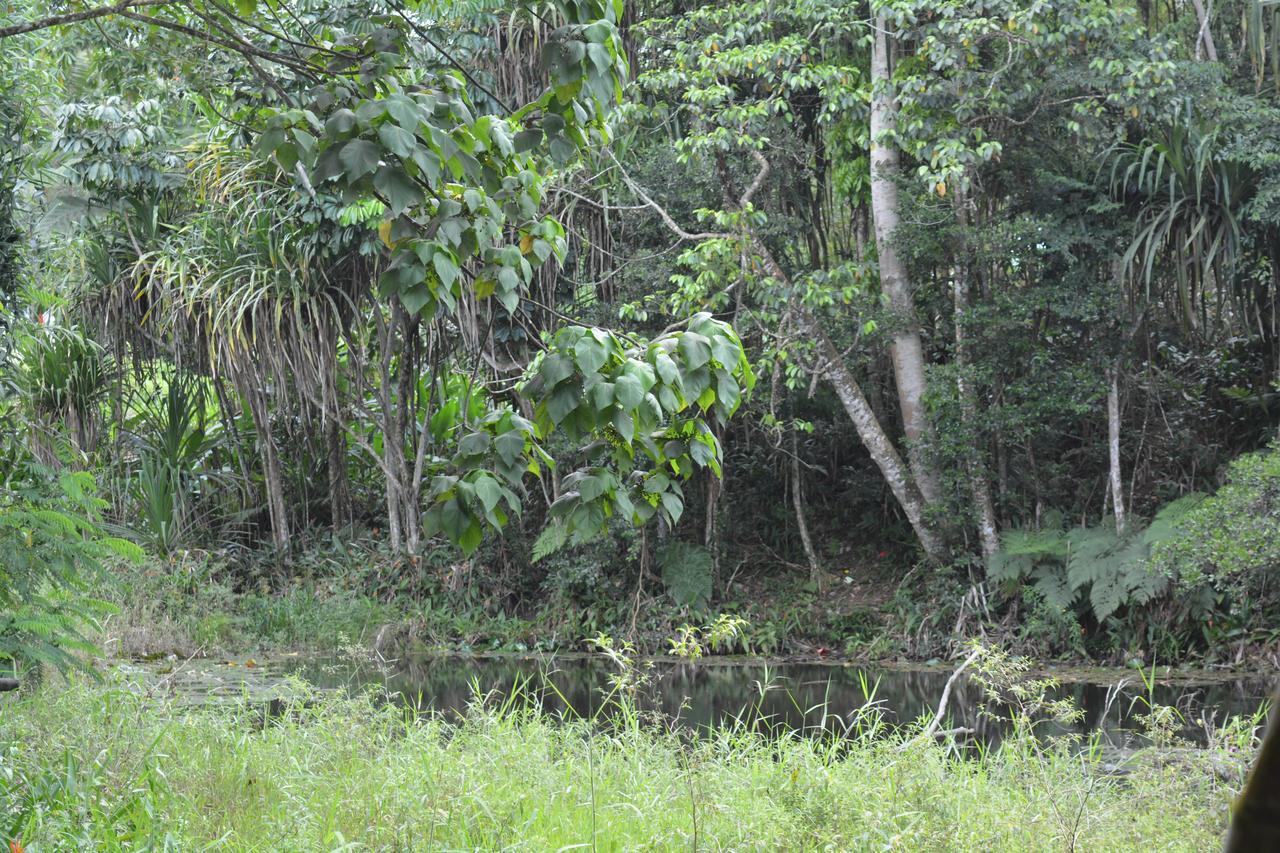 Rainforest Eco Lodge Suva Exterior photo