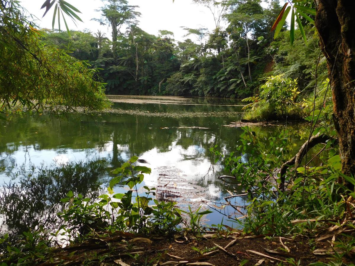 Rainforest Eco Lodge Suva Exterior photo