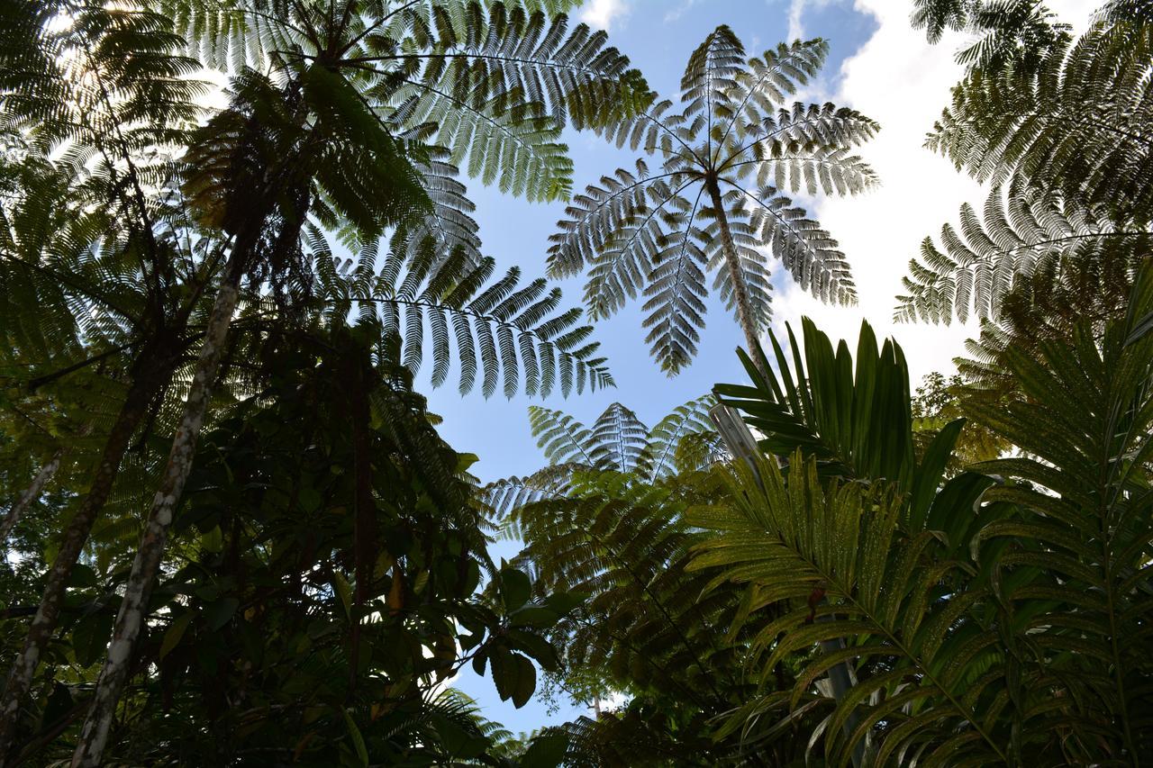 Rainforest Eco Lodge Suva Exterior photo