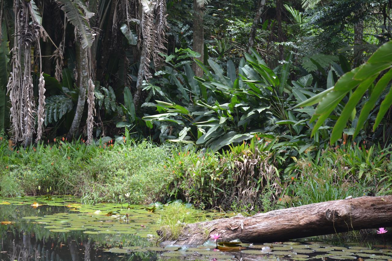 Rainforest Eco Lodge Suva Exterior photo