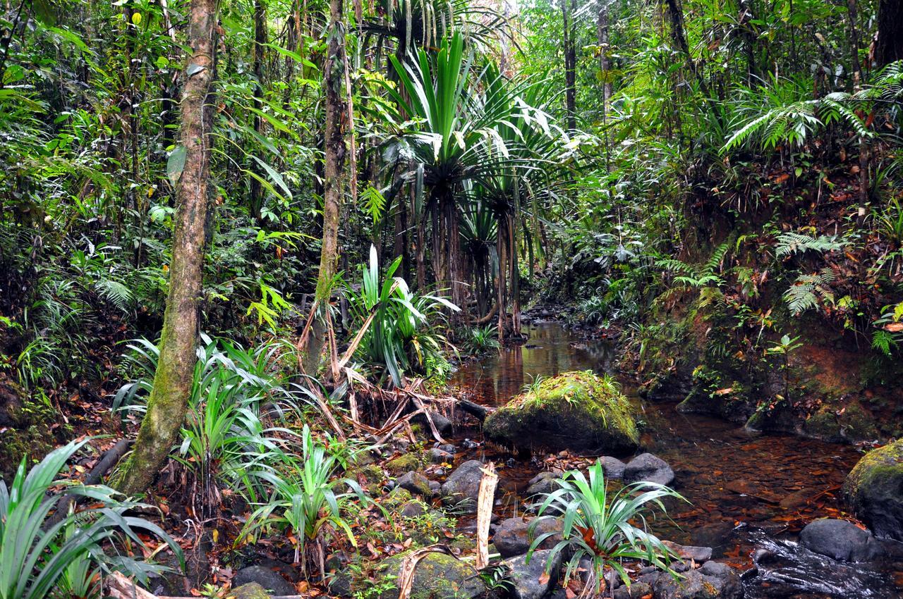 Rainforest Eco Lodge Suva Exterior photo